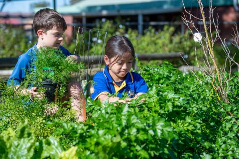 Students caring for the garden